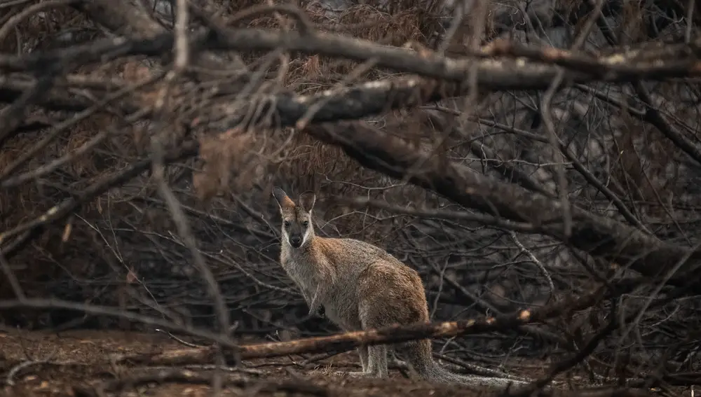 Un ualabí de cuello rojo busca refugio entre matorrales quemados en Cobargo, Nueva Gales del Sur (Australia)