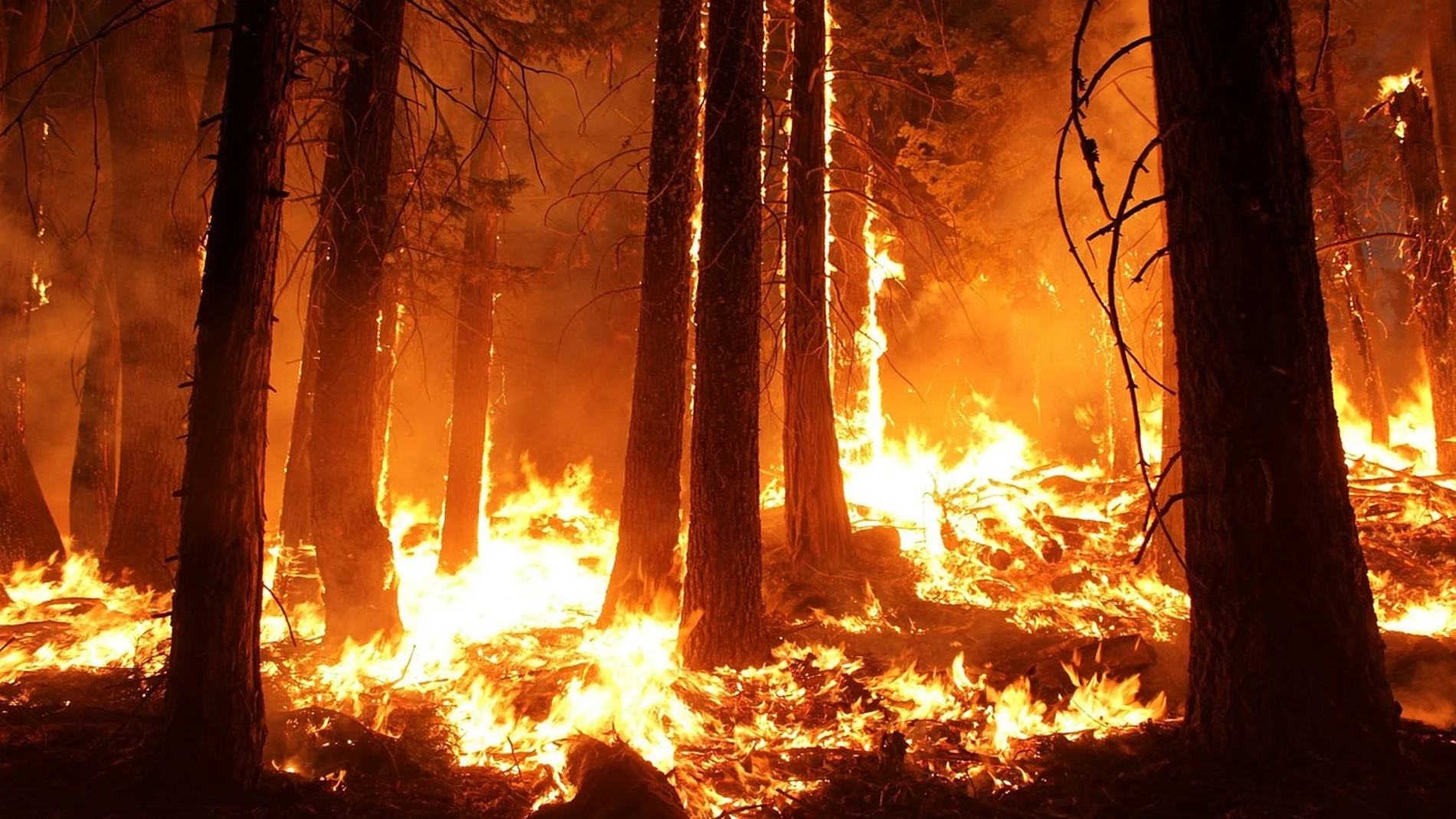 Incendio forestal (fotografía de stock)