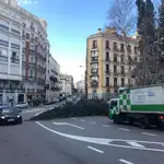 Ciprés caído por el fuerte viento en Madrid (19/01/2019)