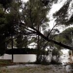 Imagen de archivo de los efectos del temporal de viento