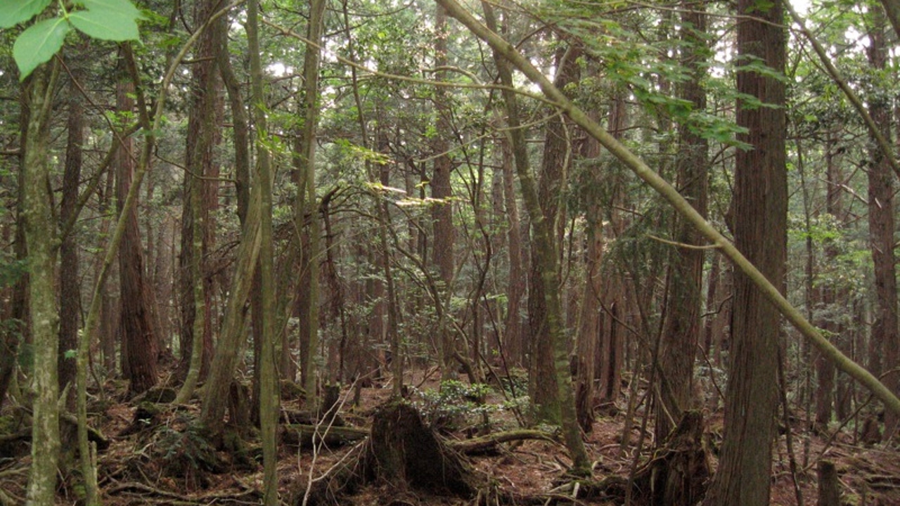 El bosque de los suicidios japonés estuvo muy cerca de ser representado en Pokémon  Oro y Plata