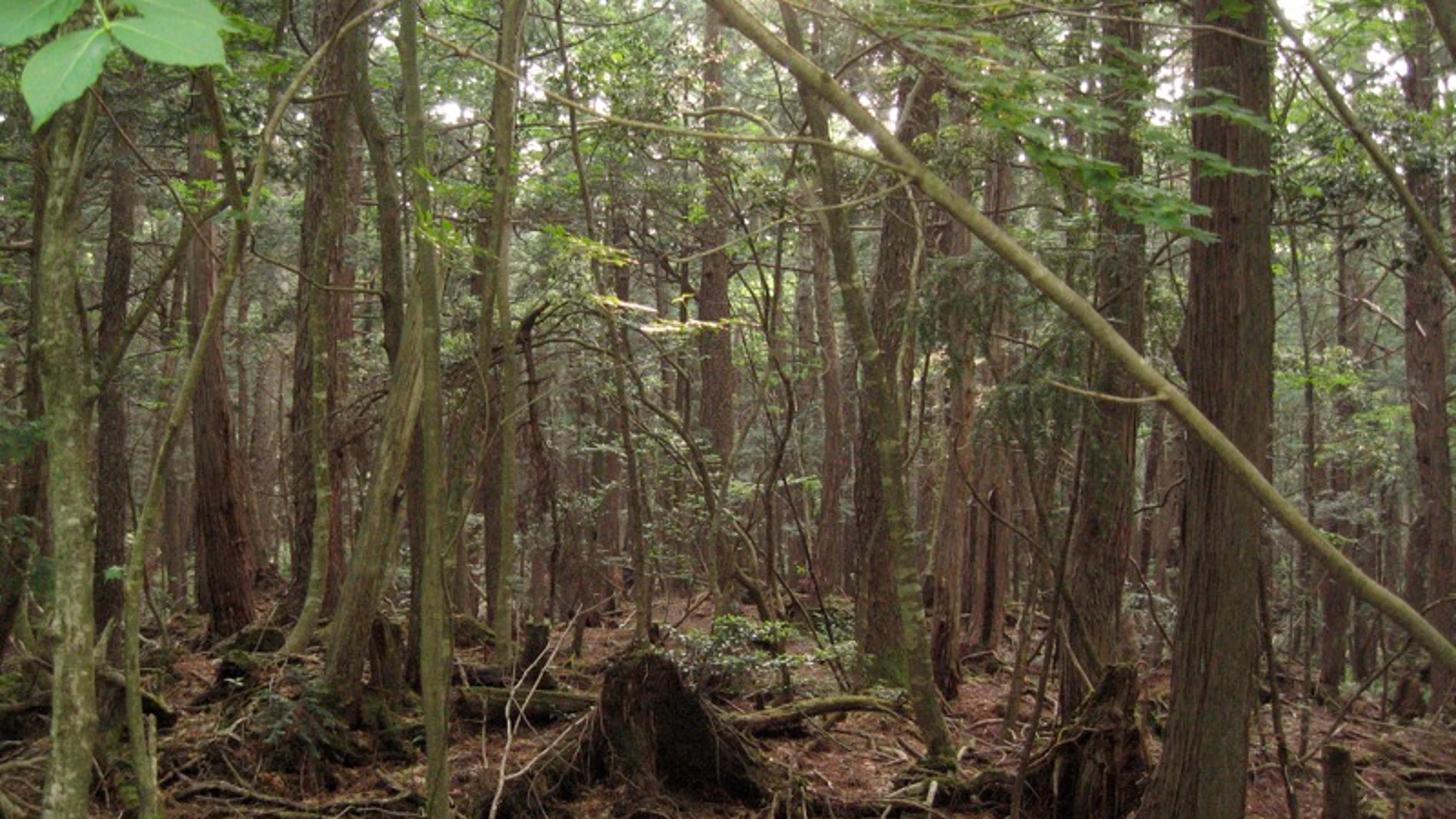 El bosque aokigahara, el "bosque de los suicidios"