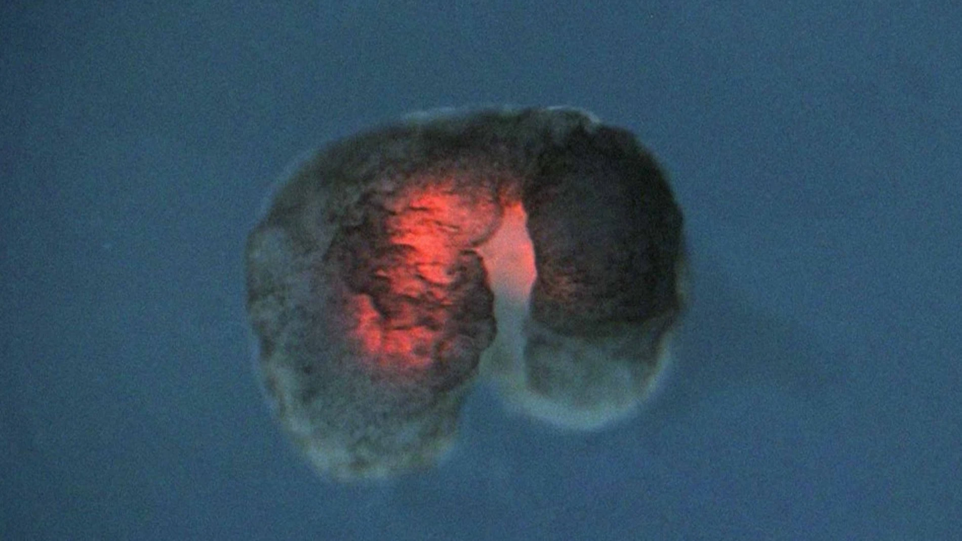 Imagen real de un Biobot donde sus capas de tejido cardíaco brillan con fluorescencia roja.