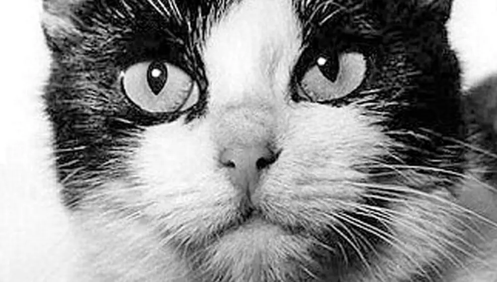 Félicette, el "astrocat"
