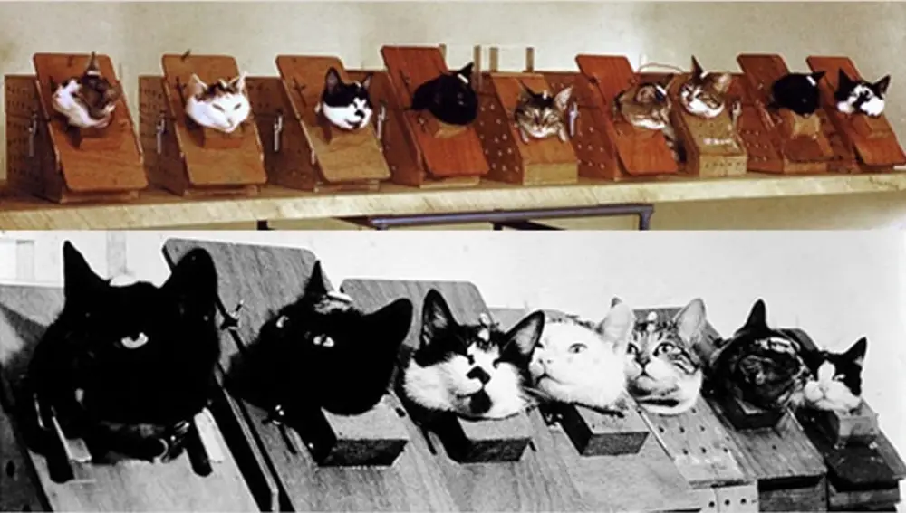 Los gatos en arneses de entretenimiento
