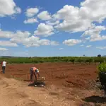 Plantación de caqui