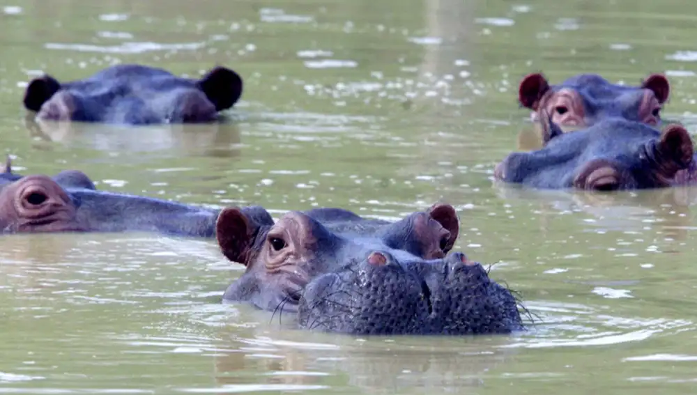 Diferentes animales exóticos fueron llevados ilegalmente por Escobar, y con la muerte del narcotraficante, la mayoría fueron llevados a zoológicos pero los hipopótamos se quedaron en Hacienda Nápoles.
