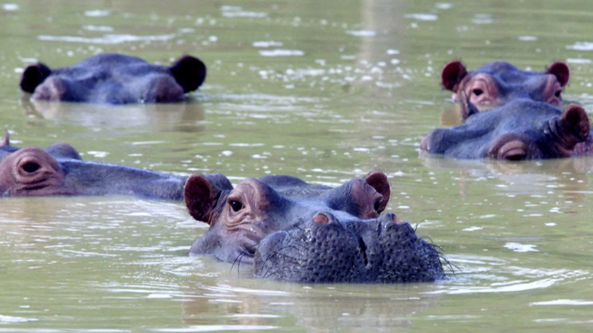 Diferentes animales exóticos fueron llevados ilegalmente por Escobar, y con la muerte del narcotraficante, la mayoría fueron llevados a zoológicos pero los hipopótamos se quedaron en Hacienda Nápoles.