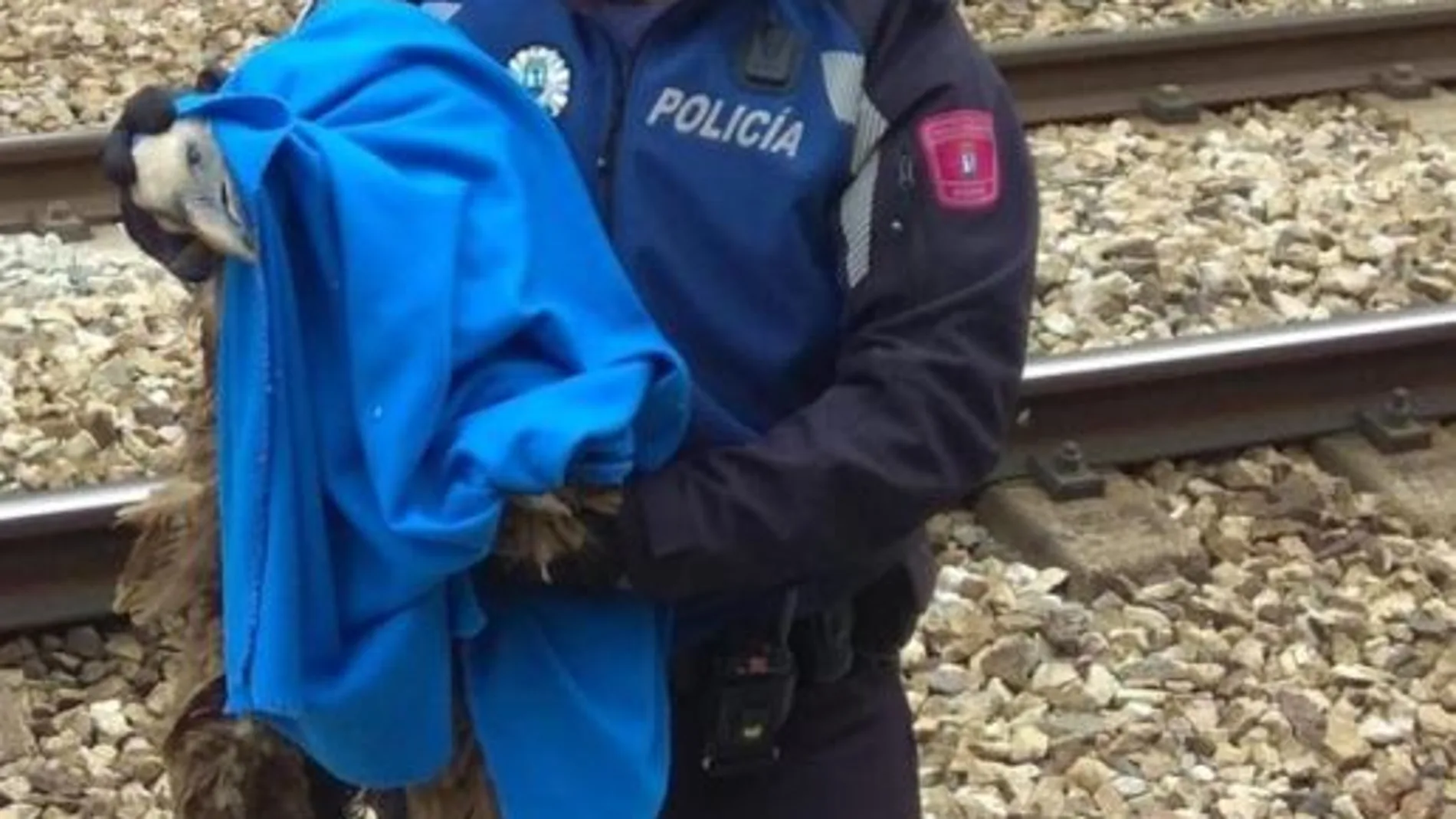 La Policía Municipal rescata un buitre con el ala rota en Madrid