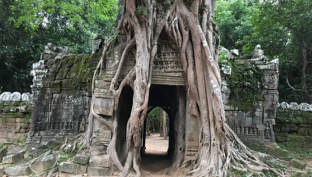 Angkor Thom. Árbol centenario en los templos de la dinastía Khmer.