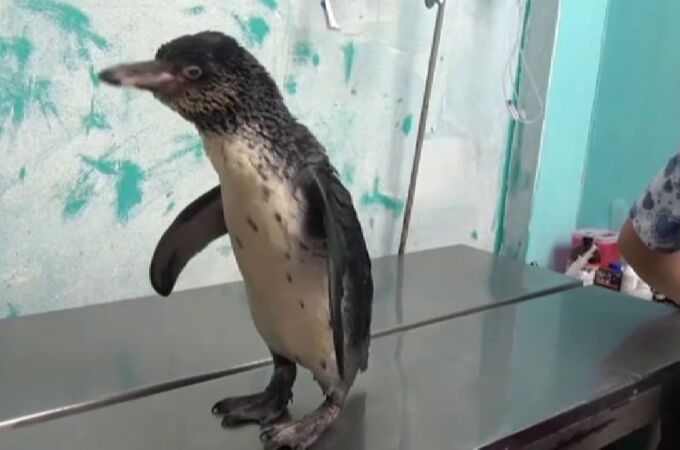 Dos pingüinos son rescatados en Perú