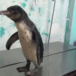 Dos pingüinos son rescatados en Perú