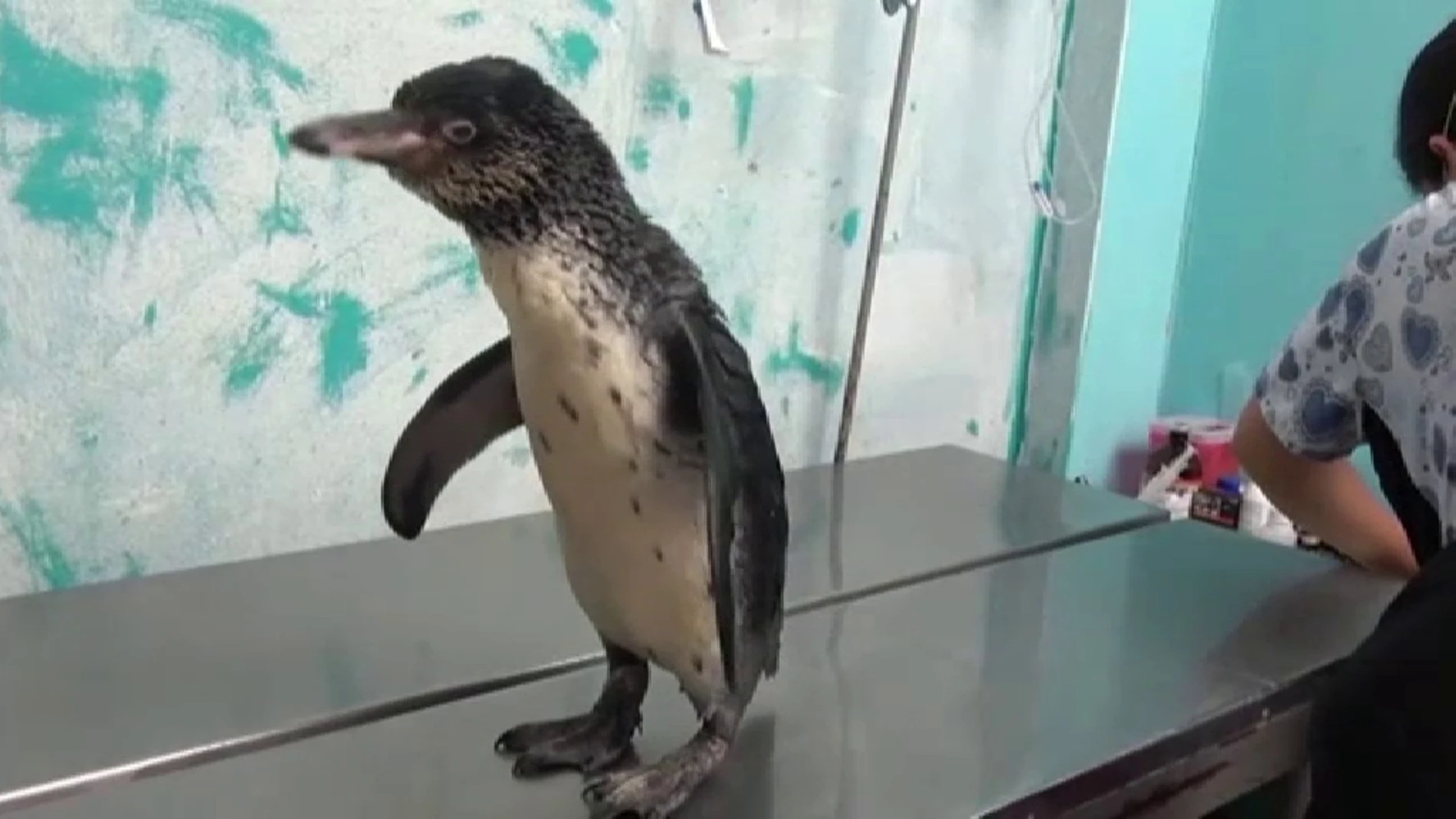 Dos pingüinos son rescatados en Perú