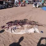 Tiburón hallado en una playa de La Antilla, en Lepe (Huelva)