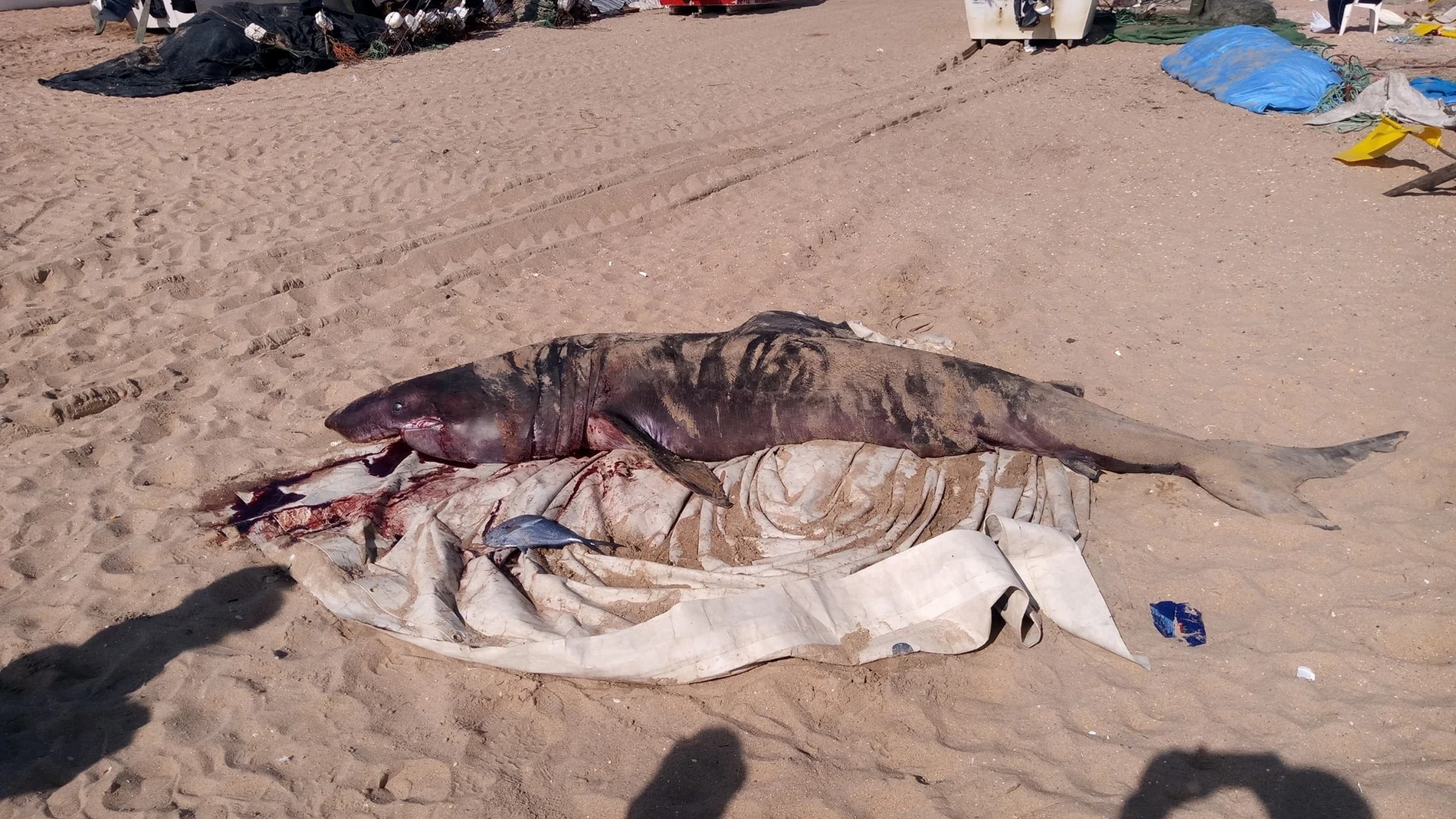 Huelva.- Sucesos.- Aparece muerto un tiburón peregrino de más de tres metros en la playa de La Antilla