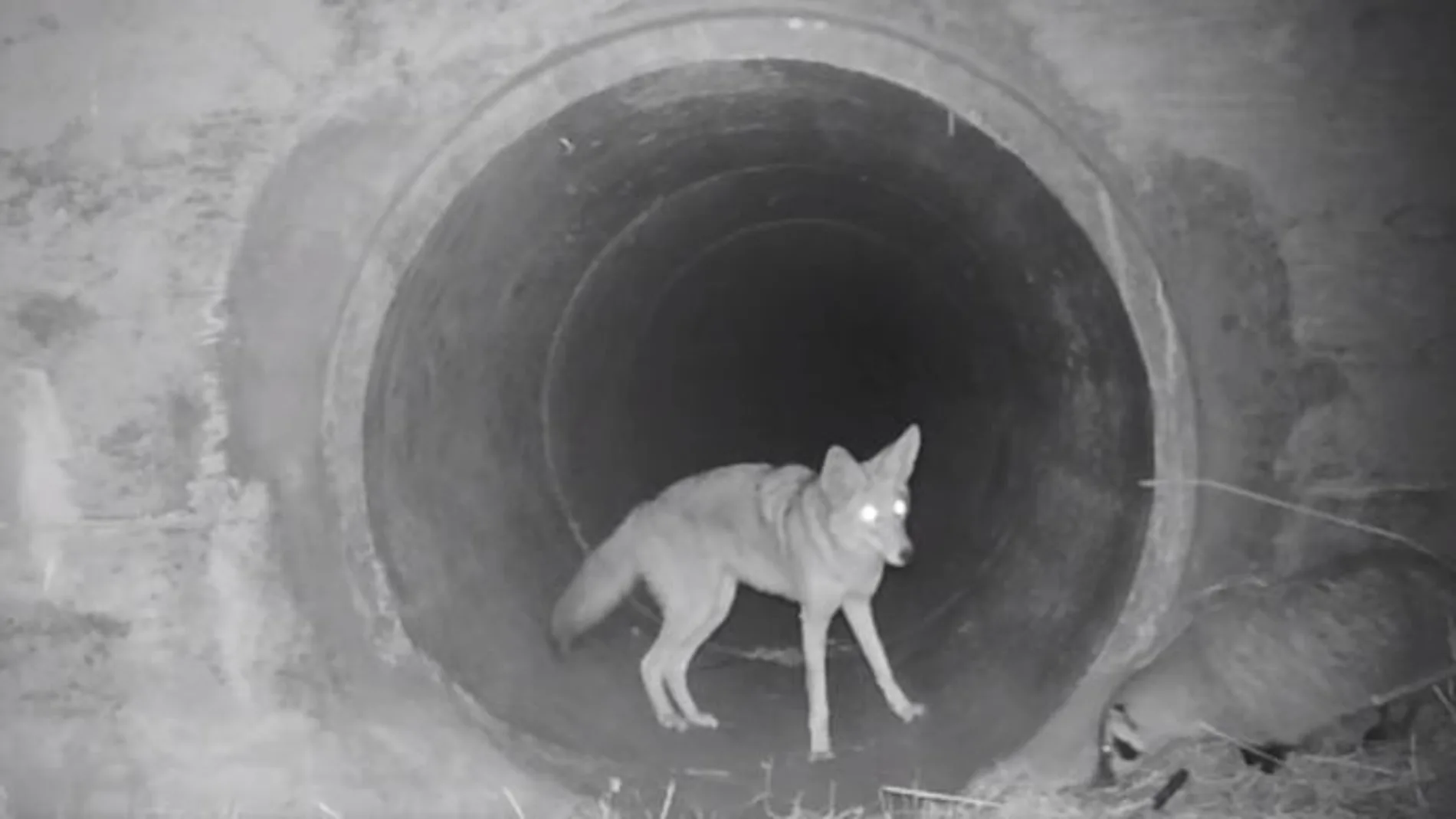 El coyote y el tejón a la entrada de la alcantarilla