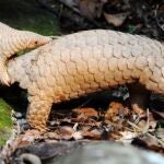 Un pangolín malayo y su madre en el Safari Nocturno de Singapur.