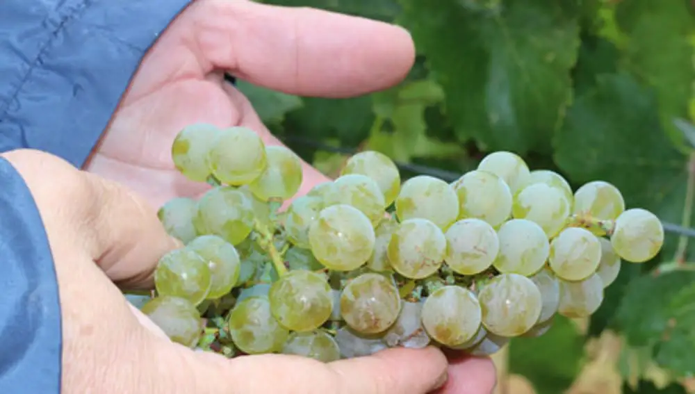 Uvas de la variedad verdejo en la Finca de Las Caraballas