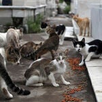 Numerosos gatos pueblan el cementerio de Zamora