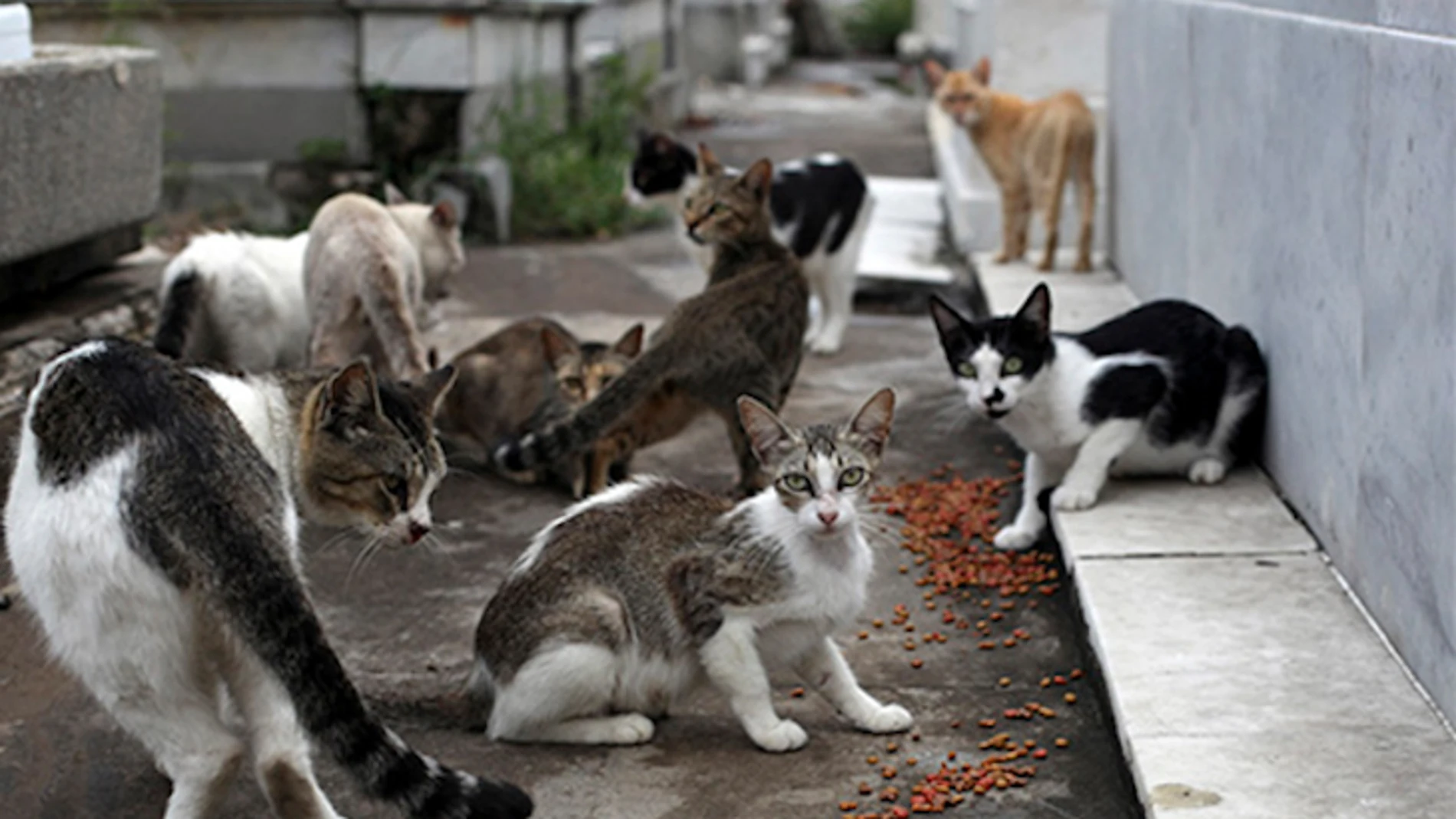 Numerosos gatos pueblan el cementerio de Zamora