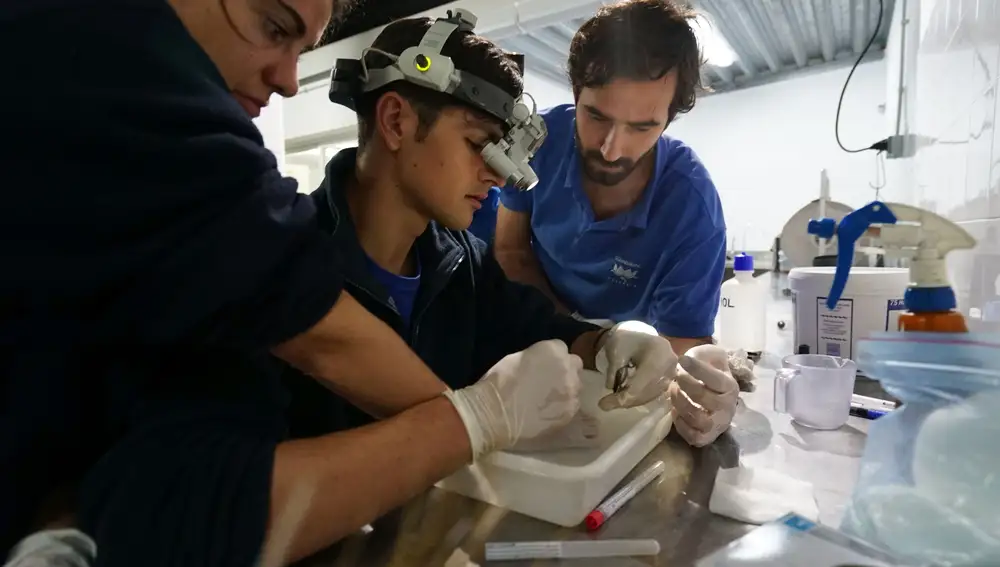 Se ha tenido que realizar microcirugía con lupas