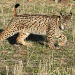 Imagen de archivo de un lince ibérico