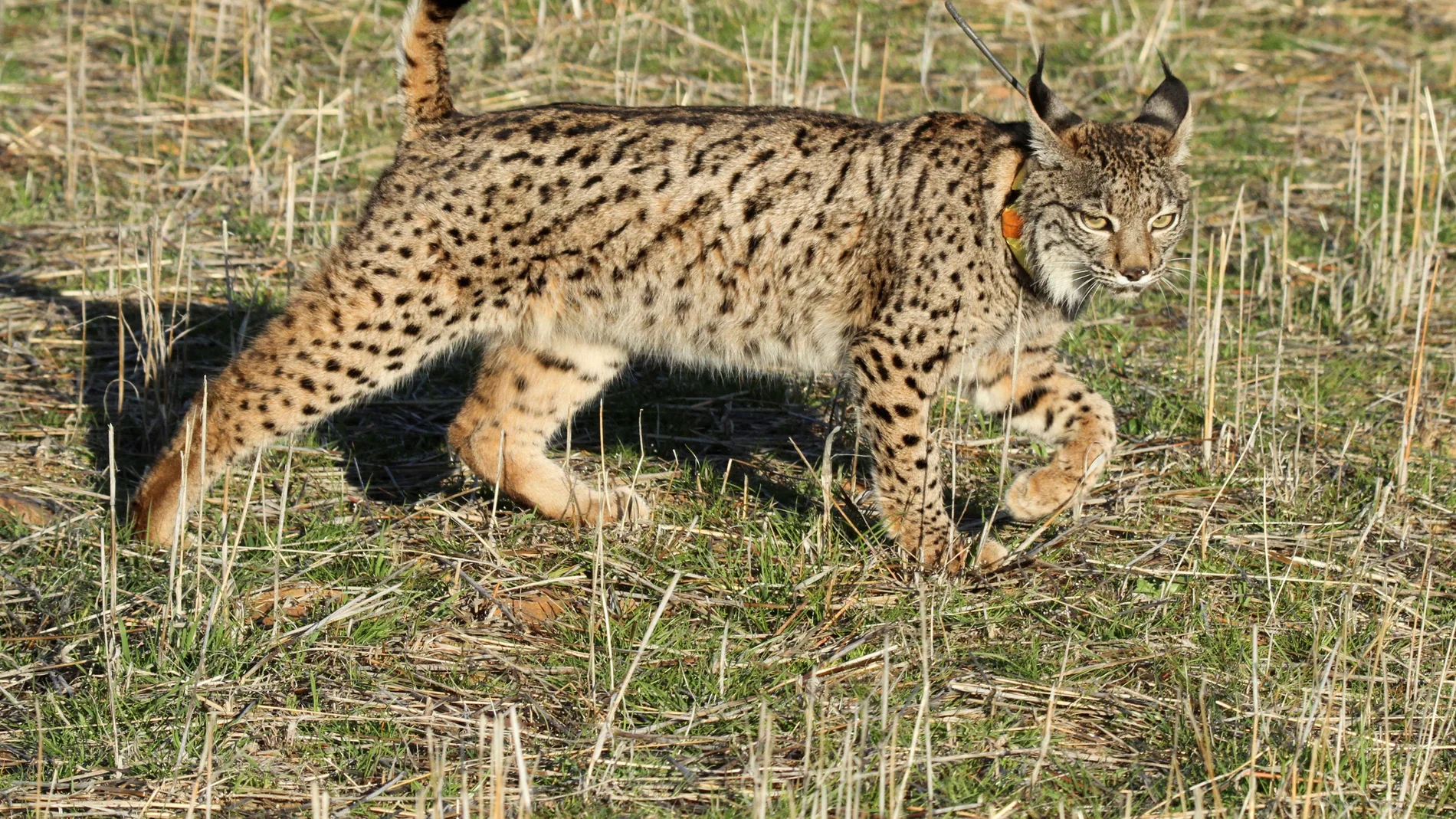 Dos nuevos linces liberados en CLM, que cuenta con un tercio de la población