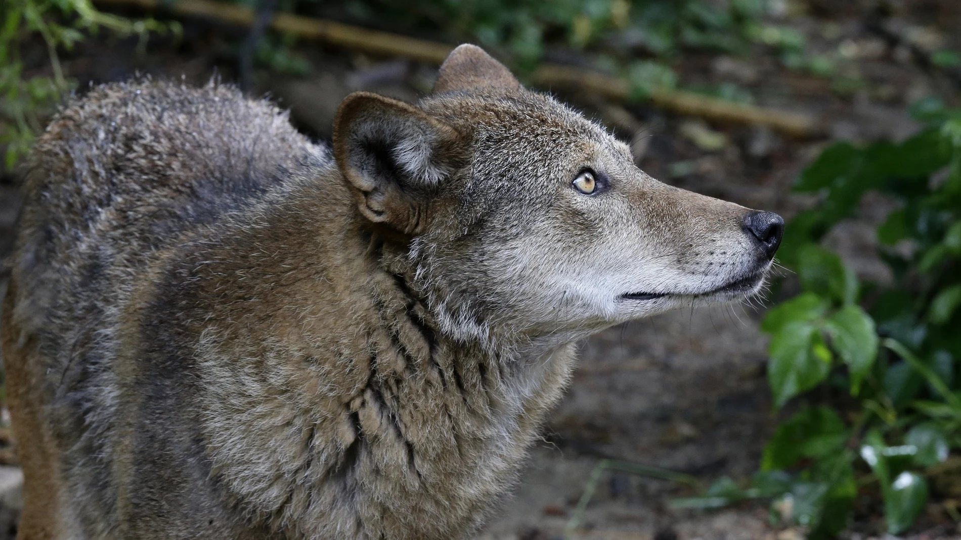 Lobo