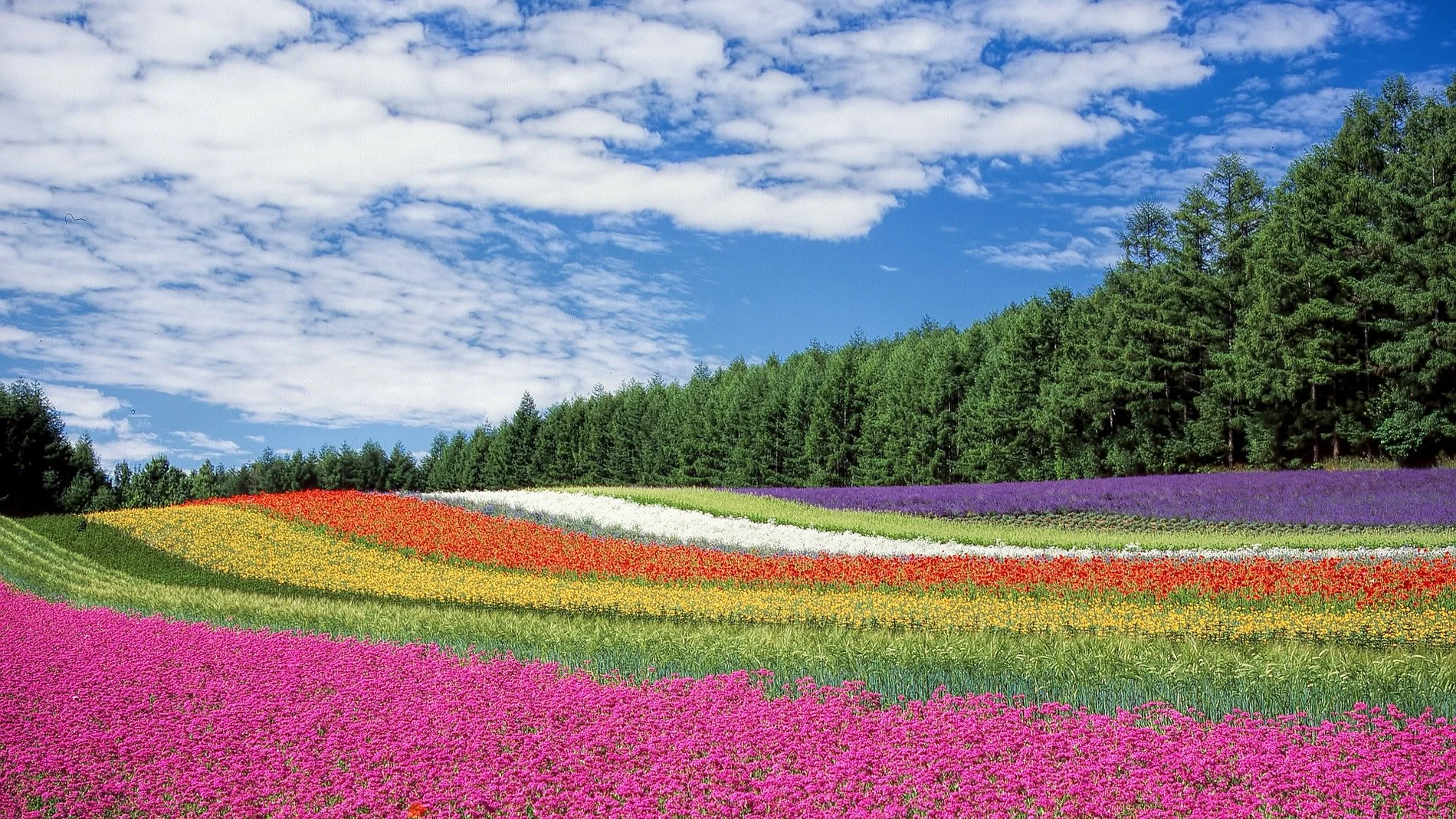 Campos y jardines con las flores más hermosas del mundo