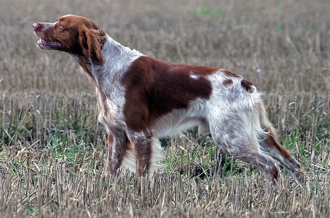 Así es el Epagneul Bretón, un perro todoterreno para la caza