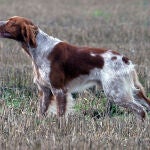 Muestra de Épagneul Bretón