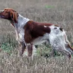  Así es el Epagneul Bretón, un perro todoterreno para la caza