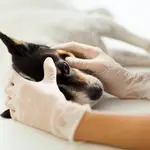 Veterinario haciendo un chequeo a un perro