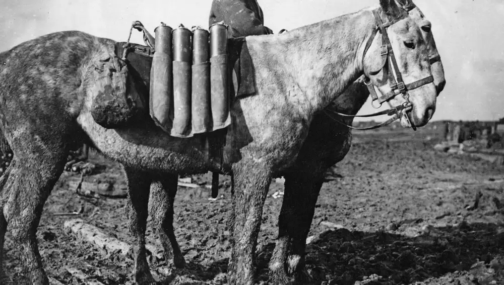 Un soldado británico carga con una mula procedentes de Estados Unidos durante la Primera Guerra Mundial