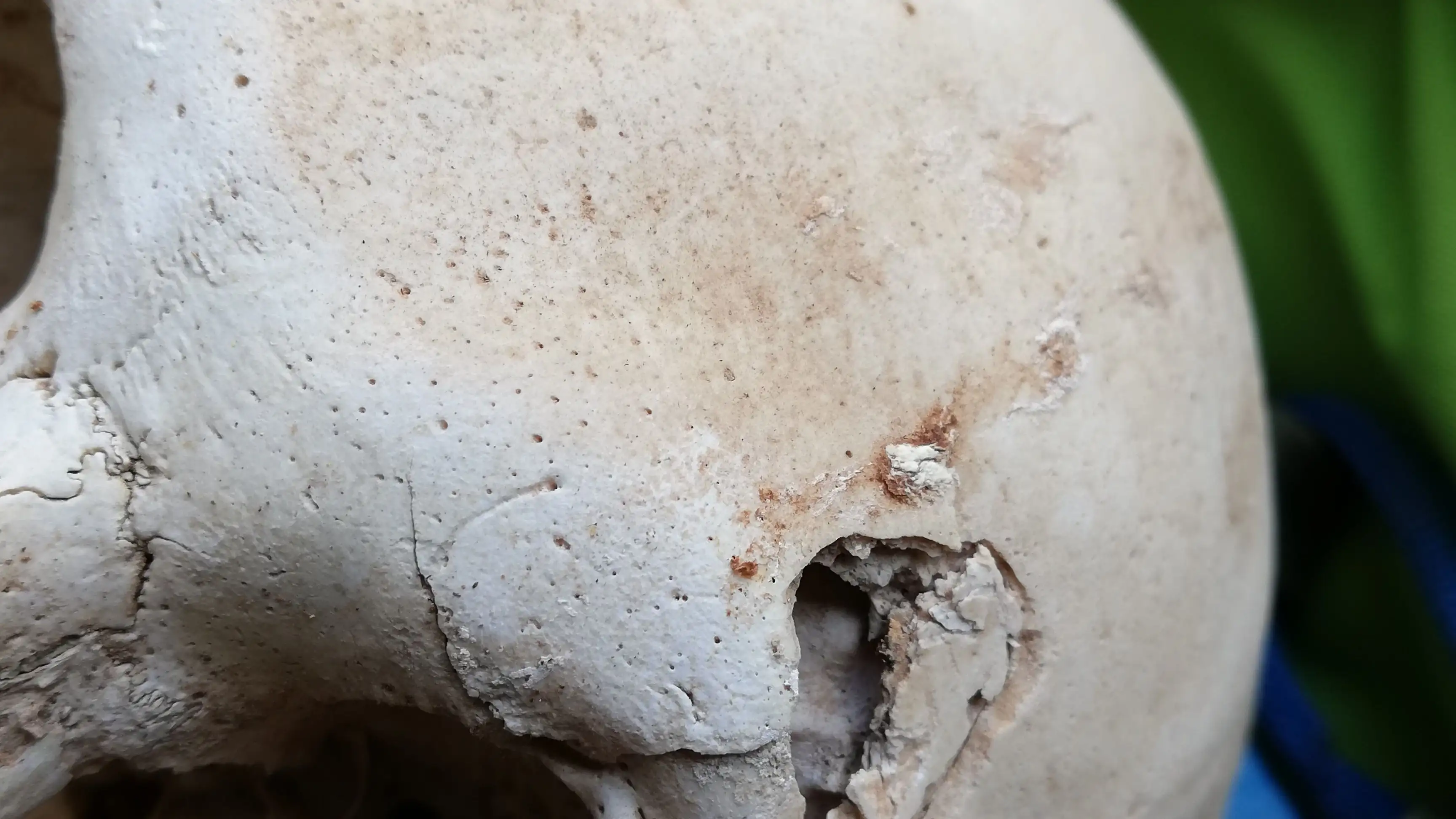 Uno de los huesos de los 72 individuos encontrados en una cueva de Gran Canaria