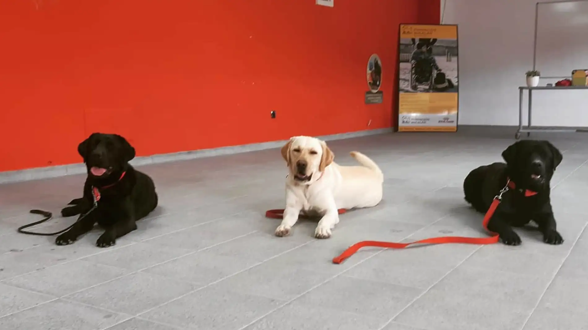 Pocahontas junto a Ukelele y Verso, tres perros de asistencia de Bocalán que comienzan su "periodo laboral" / Bocalán/ Facebook
