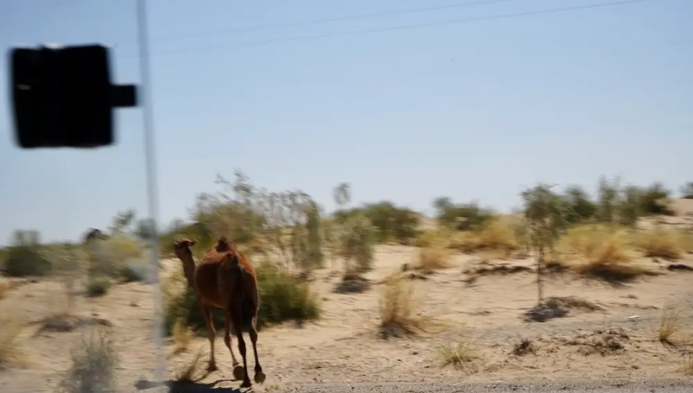 Un camello huye en Turkmenistán de la locura rallier.