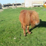 Pony de la explotación ganadera de Ledesma investigada
