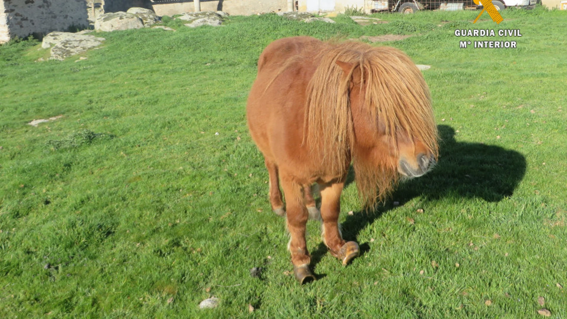 Pony de la explotación ganadera de Ledesma investigada
