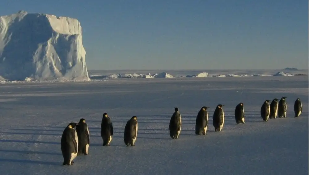 Los pingüinos de Isla Decepción en fila india / Foto: Campaña Antártica ET