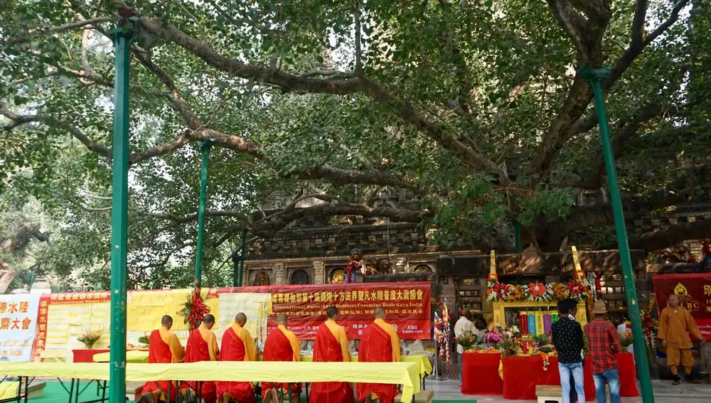 Fuertes columnas de hierro sujetan las ramas más largas del árbol de Bodhi.