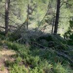 La nieve derribó cientos de pinos que se han ido secando y suponen un gran peligro de cara a los incendios. En la imagen, un pinar de Enguera.