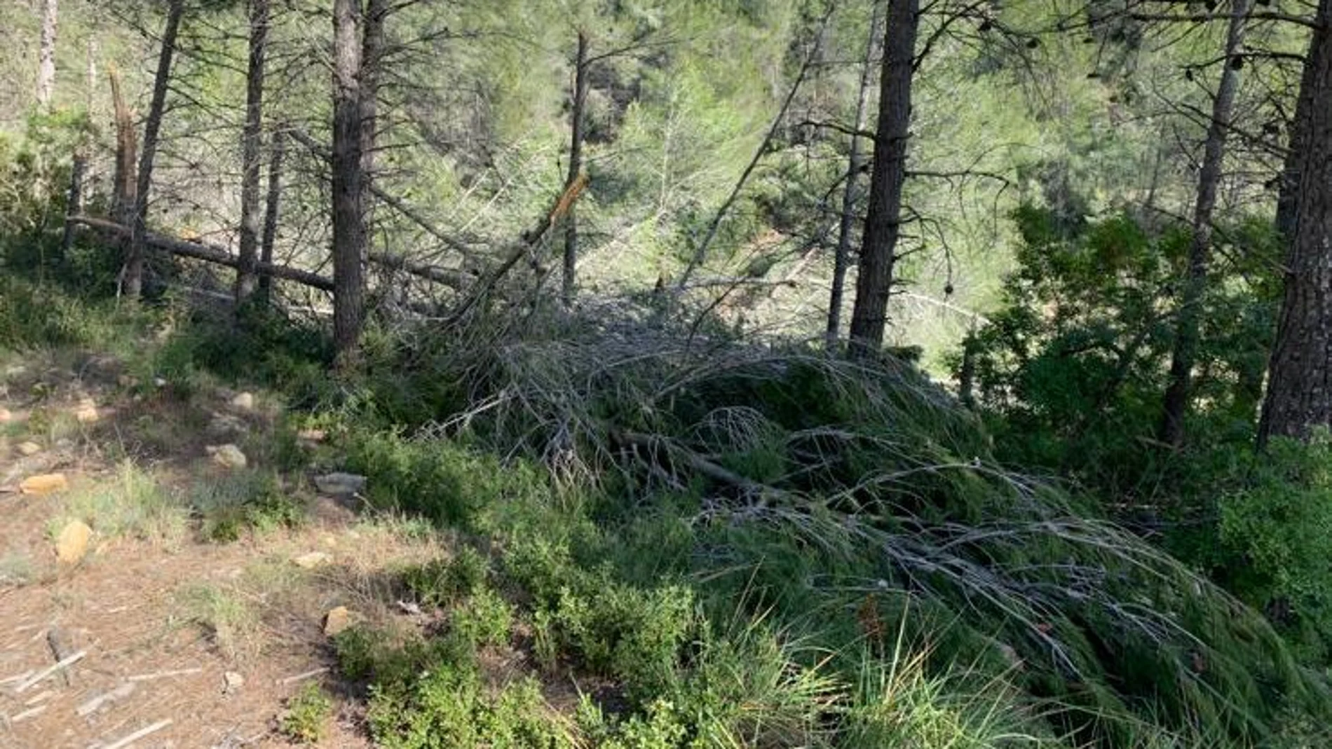 La nieve derribó cientos de pinos que se han ido secando y suponen un gran peligro de cara a los incendios. En la imagen, un pinar de Enguera.