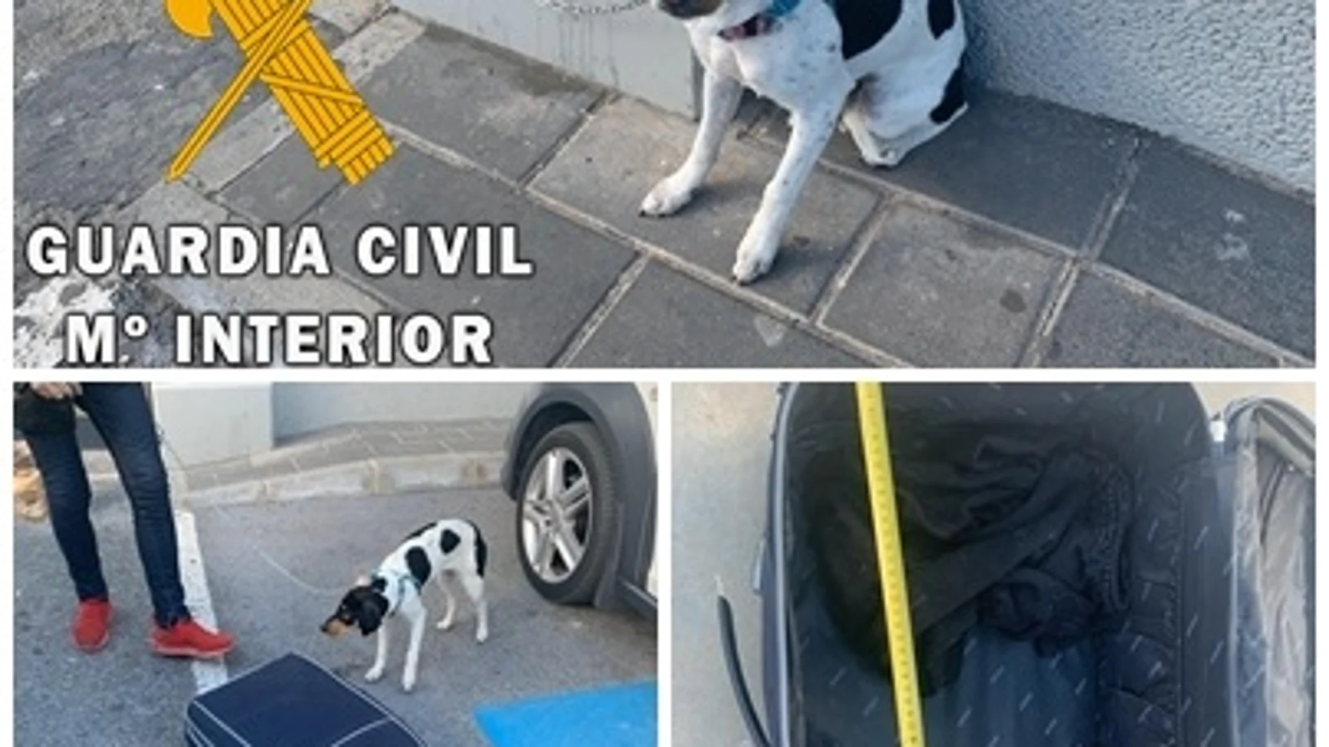 Perro que iba a ser transportado en una maleta en Huércal-Overa (Almería)