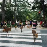 Detalles, ciervos domesticados y el edificio de madera más grande del mundo están en la ciudad japonesa.