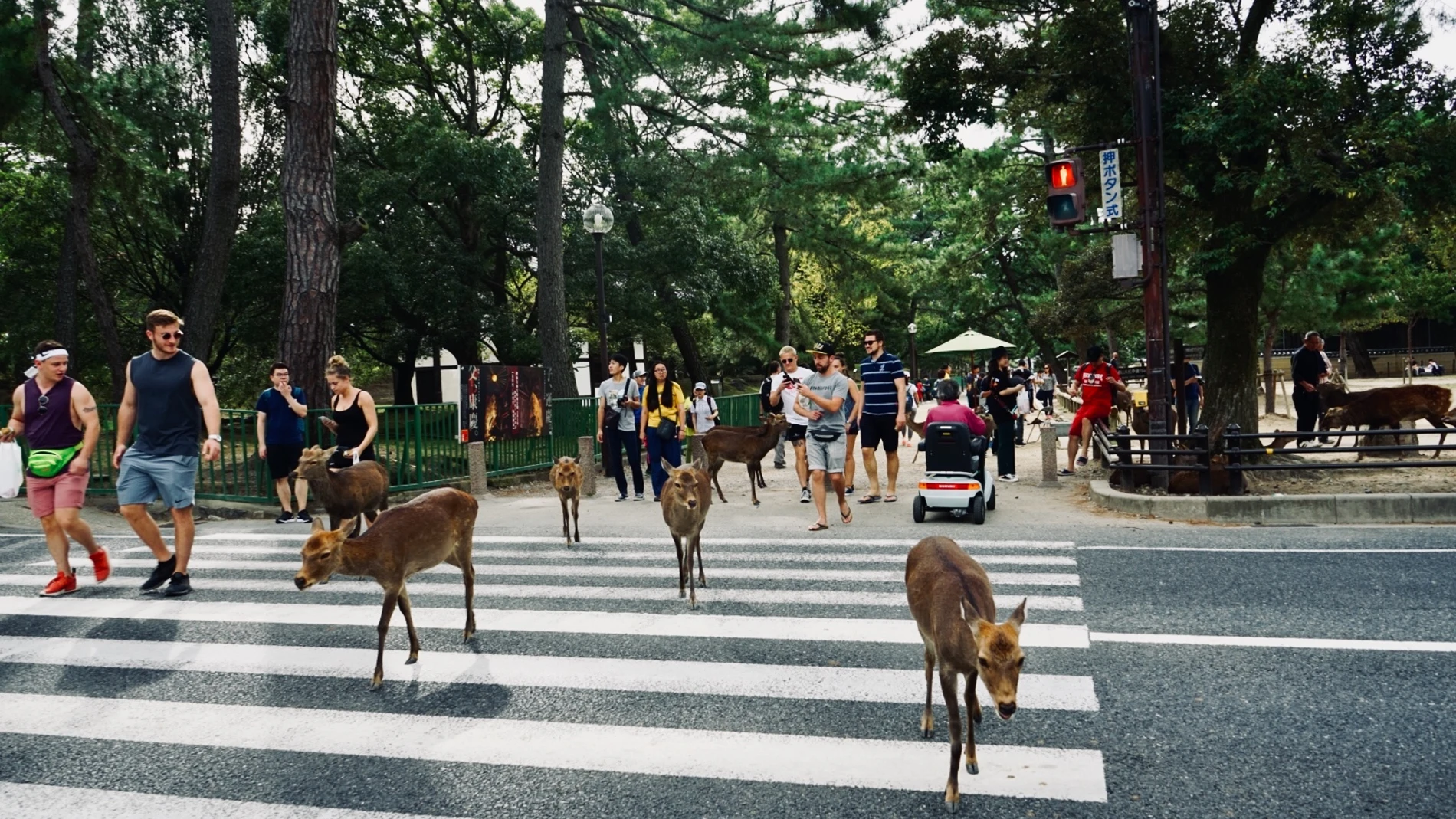 Detalles, ciervos domesticados y el edificio de madera más grande del mundo están en la ciudad japonesa.