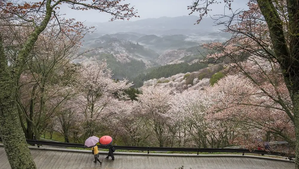 Cerezos en flor se abren en los montes circundantes a Nara