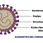  ¿Por qué el jabón es el peor enemigo del coronavirus? 
