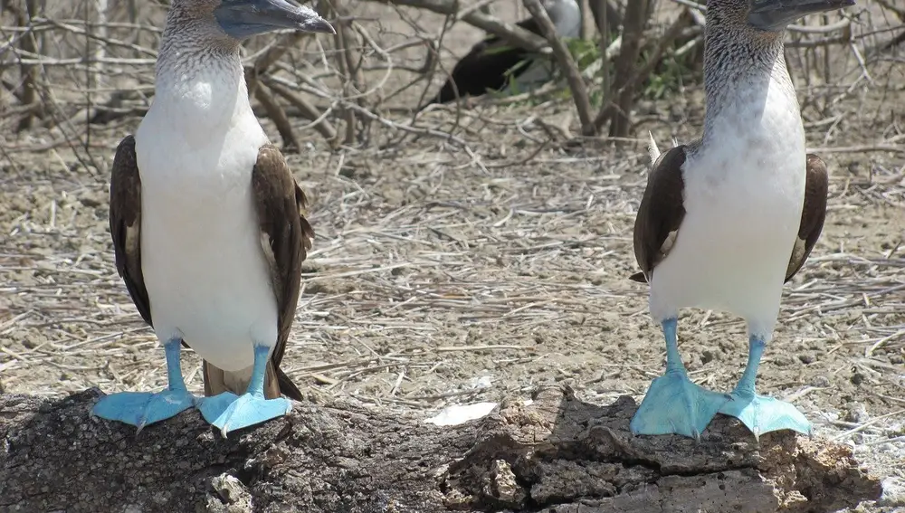 El pájaro bobo de patas azules solo puede encontrarse aquí y en las Galápagos.