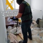 Un agente de la Guardia Civil interviene plantas de marihuana en una vivienda de Roquetas de Mar (Almería)